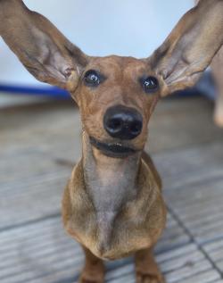 hond met oorproblemen