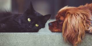 Hond&kat dierenverzekering