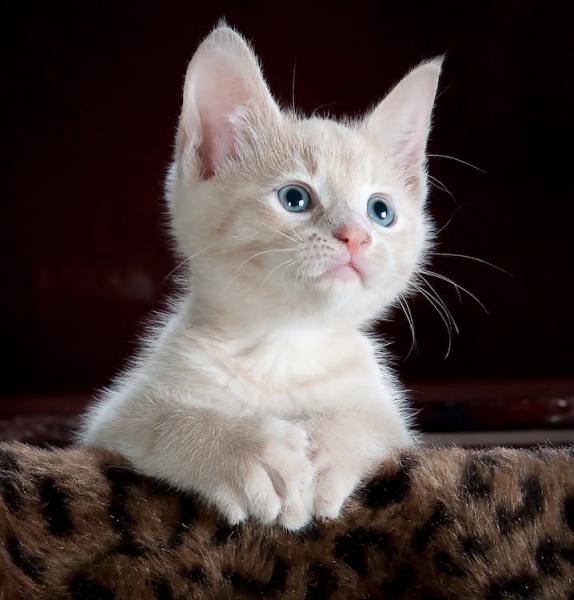 kitten-cat-pet